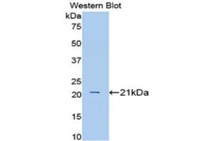 Western Blotting (WB) image for anti-Interleukin 1 alpha (IL1A) (AA 98-266) antibody (ABIN1172167) (IL1A Antikörper  (AA 98-266))