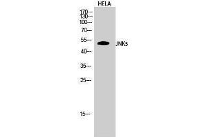 Western Blotting (WB) image for anti-Mitogen-Activated Protein Kinase 10 (MAPK10) (C-Term) antibody (ABIN3175742) (MAPK10 Antikörper  (C-Term))