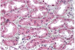 Human Kidney (formalin-fixed, paraffin-embedded) stained with GPC4 antibody ABIN351425 at 5-10 ug/ml followed by biotinylated goat anti-rabbit IgG secondary antibody ABIN481713, alkaline phosphatase-streptavidin and chromogen. (GPC4 Antikörper  (Internal Region))