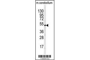 Western blot analysis of BTBD1 antibody in mouse cerebellum tissue lysates (35ug/lane) (BTBD1 Antikörper  (AA 295-322))