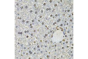 Immunohistochemistry of paraffin-embedded mouse liver using IFI16 Antibody. (IFI16 Antikörper)