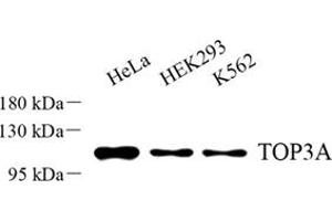Western blot analysis of TOP3A (ABIN7075939) at dilution of 1: 500