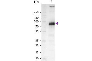 Western Blot of Alkaline Phosphatase Conjugated Goat Anti-Monkey IgM (mu chain) Secondary Antibody. (Ziege anti-Affe IgM (Chain mu) Antikörper (Alkaline Phosphatase (AP)) - Preadsorbed)