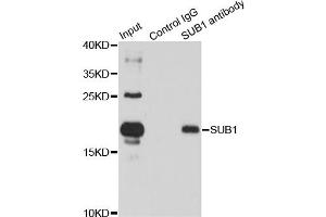 Immunoprecipitation analysis of 150 μg extracts of HL60 cells using 3 μg SUB1 antibody (ABIN5974252). (SUB1 Antikörper)