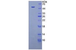 SDS-PAGE analysis of Dog Interferon alpha Protein. (IFNA Protein)