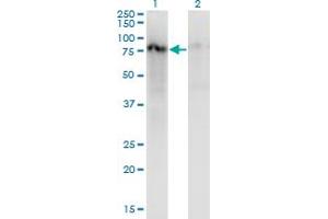 Western Blot analysis of ZNF41 expression in transfected 293T cell line by ZNF41 monoclonal antibody (M07), clone 2F3. (ZNF41 Antikörper  (AA 221-321))