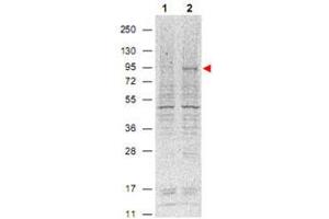 Western blot using Stat5a (phospho Y694) monoclonal antibody, clone 5F6. (STAT5A Antikörper  (pTyr694))