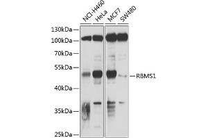 Western blot analysis of extracts of various cell lines, using RBMS1 antibody (ABIN6128636, ABIN6146791, ABIN6146792 and ABIN6220045) at 1:1000 dilution. (RBMS1 Antikörper  (AA 1-260))