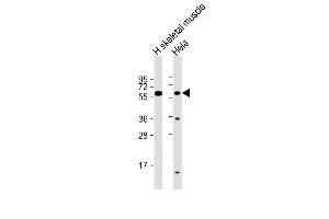All lanes : Anti-SLC29A2 Antibody (N-Term) at 1:2000 dilution Lane 1: human skeletal muscle lysate Lane 2: Hela whole cell lysate Lysates/proteins at 20 μg per lane. (SLC29A2 Antikörper  (AA 1-31))