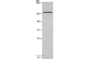 Western blot analysis of LoVo cell, using ITGAE Polyclonal Antibody at dilution of 1:550 (CD103 Antikörper)