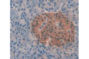 IHC-P analysis of pancreas tissue, with DAB staining. (Aquaporin 8 Antikörper  (AA 129-228))