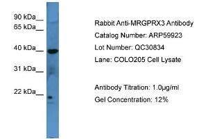 WB Suggested Anti-MRGPRX3  Antibody Titration: 0. (MRGPRX3 Antikörper  (C-Term))