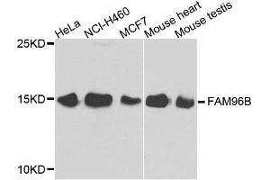 Western blot analysis of extracts of various cell lines, using FAM96B antibody. (FAM96B Antikörper  (AA 1-163))