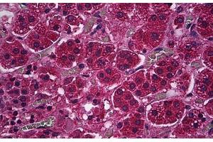 Human Adrenal Cortex: Formalin-Fixed, Paraffin-Embedded (FFPE) (PDE9A Antikörper)