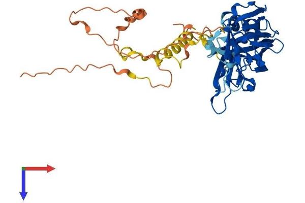 DOC2A Protein (AA 1-405) (His tag)
