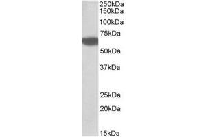Staining of Human Liver lysate using Biotinidase antibody at 0. (BTD Antikörper  (Internal Region))