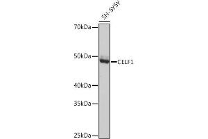 Western blot analysis of extracts of SH-SY5Y cells, using CELF1 Rabbit mAb (ABIN3021556, ABIN3021557, ABIN3021558, ABIN1512841 and ABIN1514019) at 1:1000 dilution. (CELF1 Antikörper)