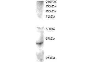 Image no. 1 for anti-Frequently Rearranged in Advanced T-Cell Lymphomas 2 (FRAT2) (AA 220-233) antibody (ABIN290561)