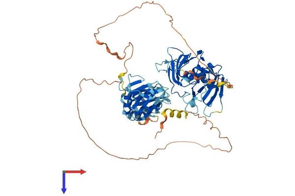 HNRNPL Protein (AA 1-589) (His tag)