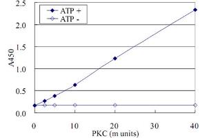 ELISA for measurement of recombinant PKC activity using CPI-17 (phospho T38) monoclonal antibody, clone AK-1F11 . (CPI-17 Antikörper  (pThr38))