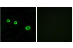 Immunofluorescence (IF) image for anti-Guanylate Binding Protein 1, Interferon-Inducible (GBP1) (Internal Region) antibody (ABIN1850388)