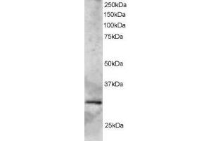 Image no. 1 for anti-SYF2 Homolog, RNA Splicing Factor (SYF2) (AA 189-201) antibody (ABIN292140)