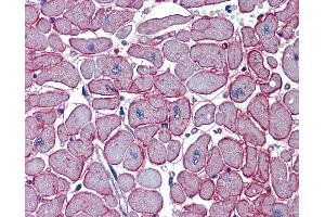 Anti-DCST1 antibody IHC of human heart. (DCST1 Antikörper  (C-Term))