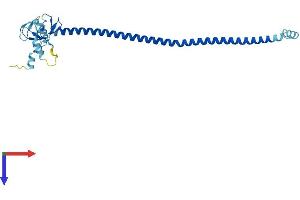 Protein Structure (PS) image for Tripartite Motif Containing 73 (TRIM73) (AA 1-250) protein (His tag) (ABIN7544684)