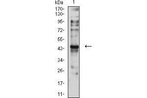 Western blot analysis using CD197 mouse mAb against C6 (1) cell lysate. (CCR7 Antikörper)