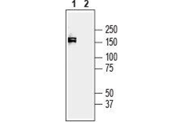 Plexin A3 Antikörper  (Extracellular, N-Term)