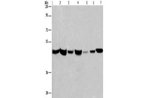 Western Blotting (WB) image for anti-Adipocyte Plasma Membrane Associated Protein (APMAP) antibody (ABIN2431985) (APMAP Antikörper)