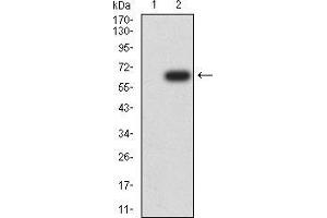 Western blot analysis using DNMT1 mAb against HEK293 (1) and DNMT1 (AA: 1317-1616)-hIgGFc transfected HEK293 (2) cell lysate. (DNMT1 Antikörper  (AA 1317-1616))
