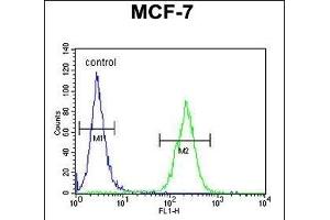 DNAJA1 Antibody (Center) (ABIN652030 and ABIN2840506) flow cytometric analysis of MCF-7 cells (right histogram) compared to a negative control cell (left histogram). (DNAJA1 Antikörper  (AA 294-323))