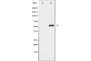 Western blot analysis of PDCD4 phosphorylation expression in HepG2 whole cell lysates,The lane on the left is treated with the antigen-specific peptide.