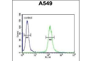 LOH12CR1 Antibody (C-term) (ABIN651991 and ABIN2840485) flow cytometric analysis of A549 cells (right histogram) compared to a negative control cell (left histogram). (LOH12CR1 Antikörper  (C-Term))
