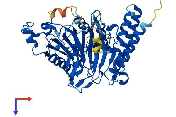 Secernin 3 Protein (SCRN3) (AA 1-424) (His tag)
