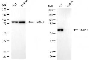 Western blotting analysis using beclin 1 antibody (ABIN7797760). (Rekombinanter Beclin 1 Antikörper)
