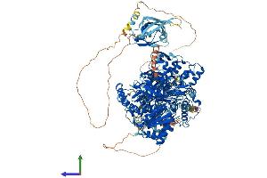 Protein Structure (PS) image for Nitric Oxide Synthase 1, Neuronal (NOS1) (AA 1-1429) protein (His tag) (ABIN7565257)