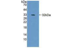 Western blot analysis of recombinant Mouse BAFF.