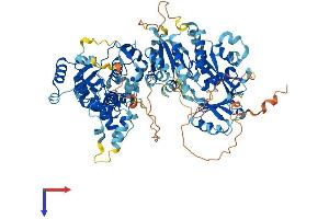 Family with Sequence Similarity 91, Member A1 (FAM91A1) (AA 1-838) protein (His tag)