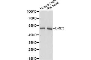 Western blot analysis of extracts of various cell lines, using DRD3 antibody. (DRD3 Antikörper)