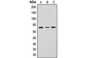 Western blot analysis of CD229 expression in HepG2 (A), Raw264. (LY9 Antikörper  (Center))