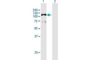 Western Blot analysis of HIRA expression in transfected 293T cell line by HIRA MaxPab polyclonal antibody. (HIRA Antikörper  (AA 1-1017))