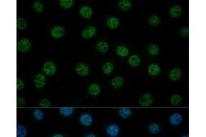Immunofluorescence analysis of L929 cells using GTF2B Polyclonal Antibody at dilution of 1:100 (40x lens).