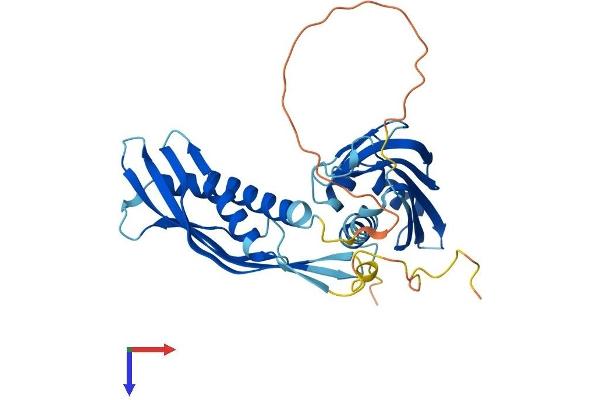 AHSA1 Protein (AA 1-338) (His tag)