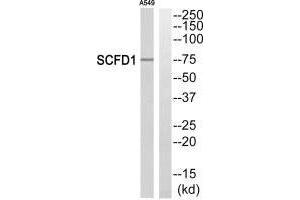 Western blot analysis of extracts from A549 cells, using SCFD1 antibody. (SCFD1 Antikörper  (C-Term))