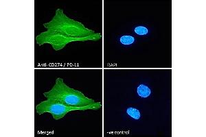 (ABIN185339) Immunofluorescence analysis of paraformaldehyde fixed U2OS cells, permeabilized with 0. (PD-L1 Antikörper  (C-Term))