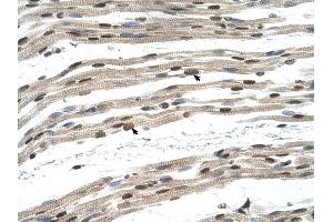 SIL1 antibody was used for immunohistochemistry at a concentration of 4-8 ug/ml to stain Skeletal muscle cells (arrows) - in Human Muscle. (SIL1 Antikörper)