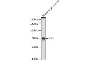 Western blot analysis of extracts of Mouse large intestine, using PLK3 antibody (ABIN6130232, ABIN6145779, ABIN6145780 and ABIN6224749) at 1:1000 dilution. (PLK3 Antikörper  (AA 487-646))