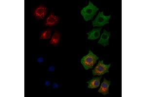ABIN7094334 and ABIN7098381 staining HepG2 cells by IF/ICC. (LARS2 Antikörper  (Internal Region))